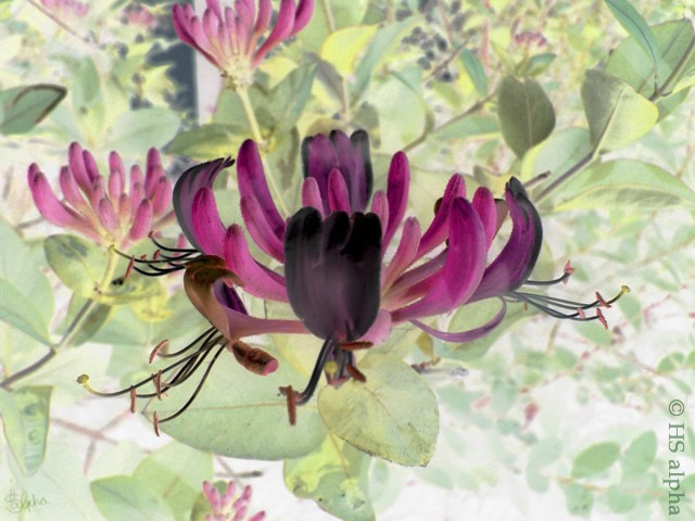 Violet Flowers - Lilafarbene Blumenhsalpha - Heidemarie A. Sattler