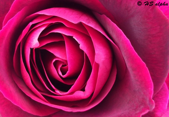 Makrofotografie einer pink-roten Rosenblüte von Heidemarie Sattler