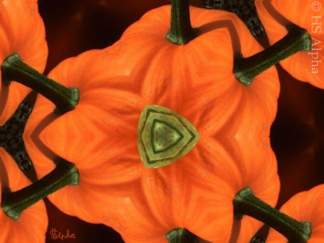 Fremdartiger Kürbis - strange pumpkin - hsalpha